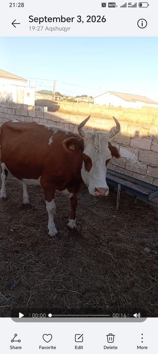 Буаз сиыр сатылады