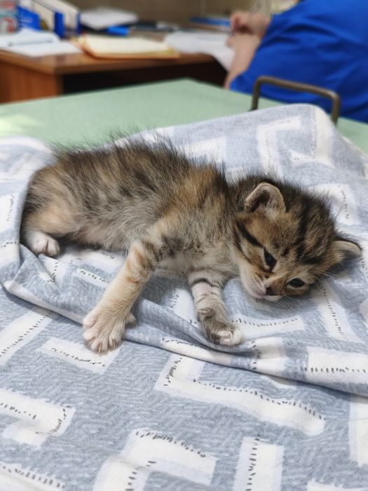 Отдам котенка в добрые руки