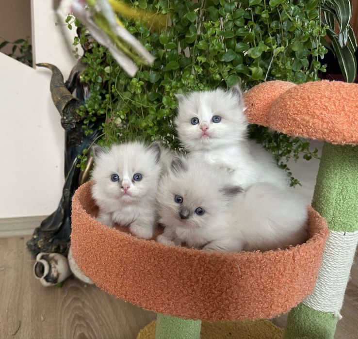 Регдол /RAGDOLL /  момиченце