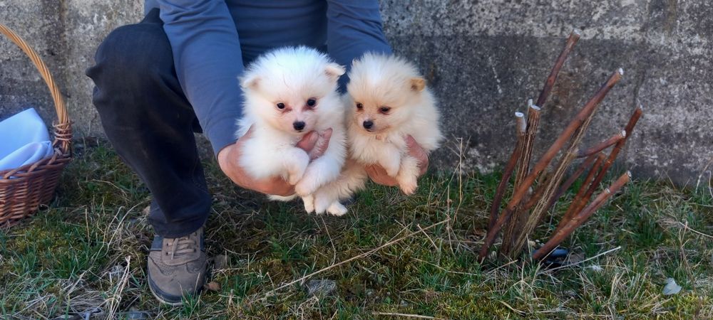 Продавам Померан