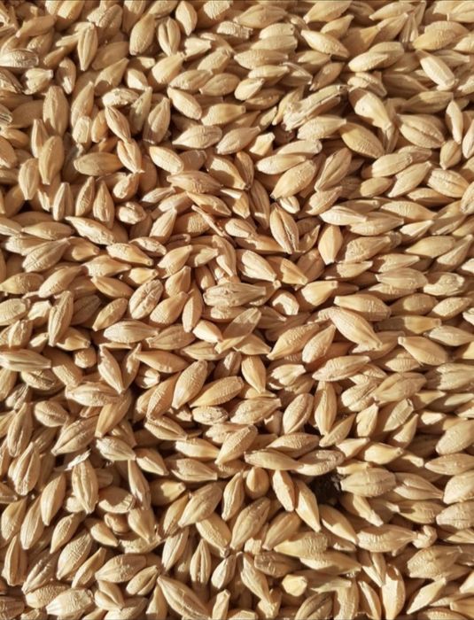 Sămânță Mazariche pt Borceag,Sămânță SORG ROSU Ovăz, Mazăre, Orzoaica