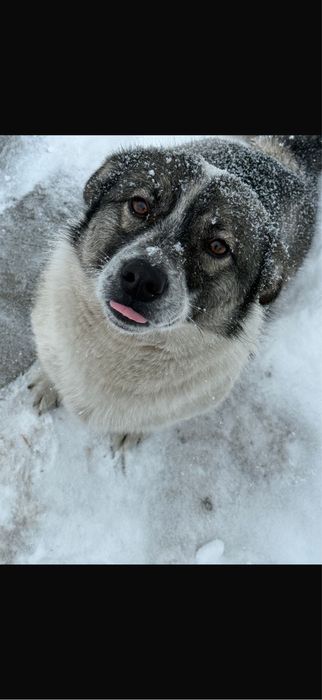 Ищем семью для Джимбо