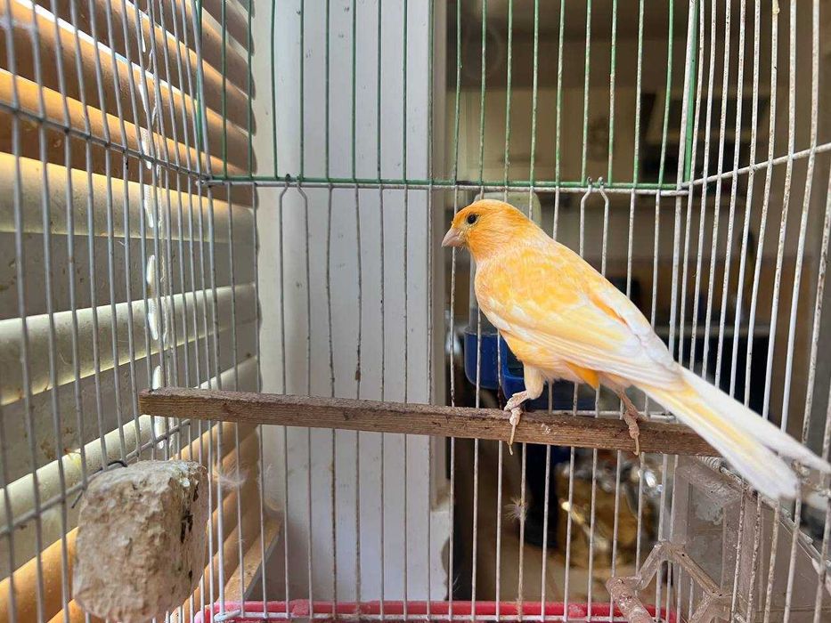 Продам канарейку самку яркого желтого окраса