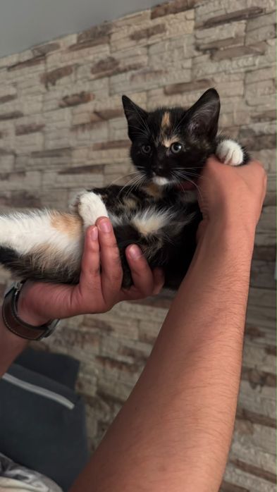 Котята черные и трёхцветные