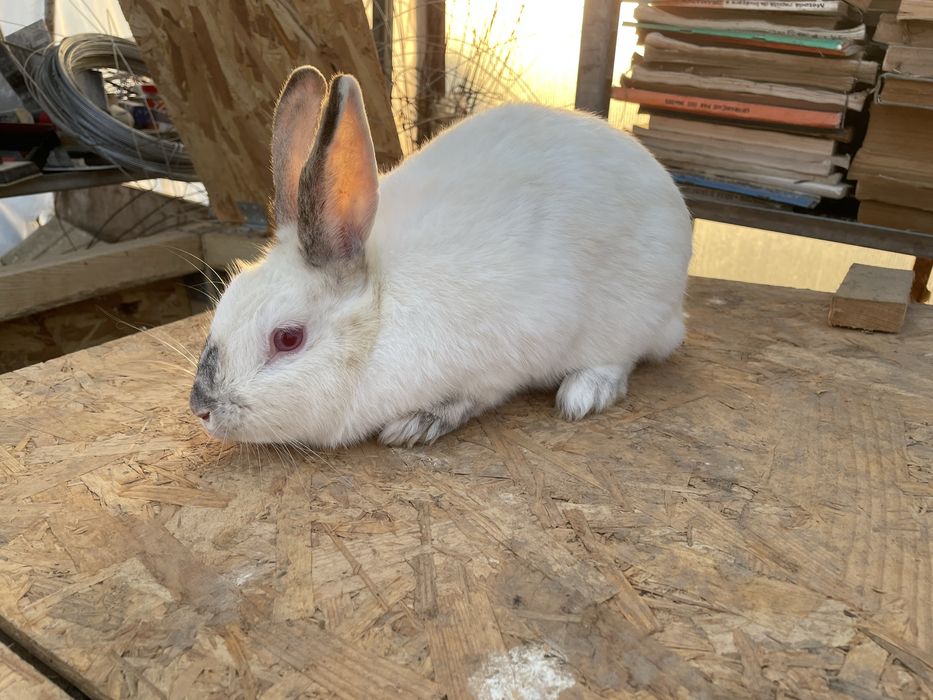 Femela gestanta in 2 saptamani