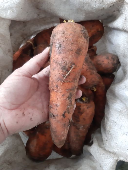 Продам Морковь оптом.