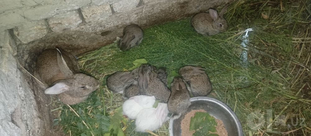 Ona quyon 10 bolalari bilan