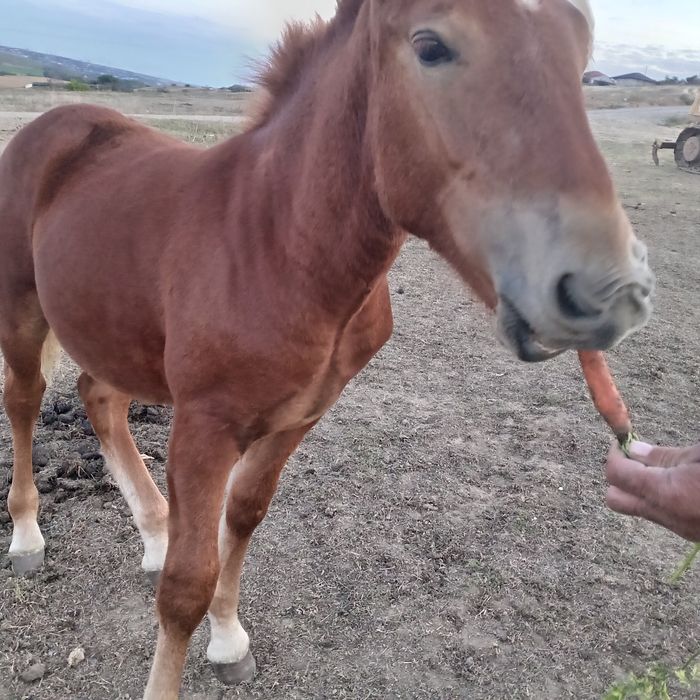 Mânz de 6 luni mai multe detalii la telefon