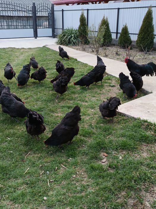 Ouă de australorp negru