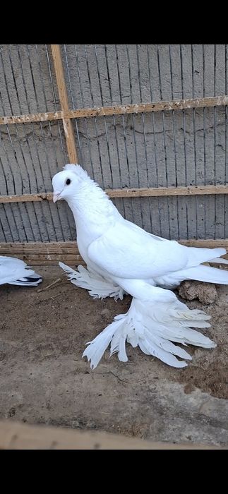 Голобиии духчубии