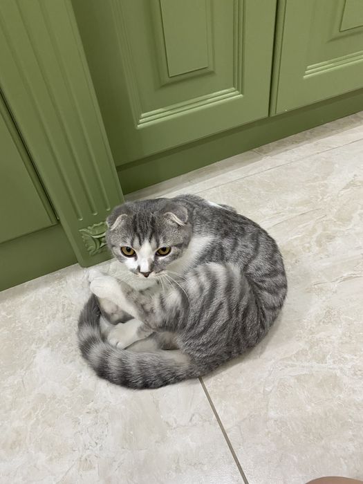 Кошка вислоухая скотиш фолд