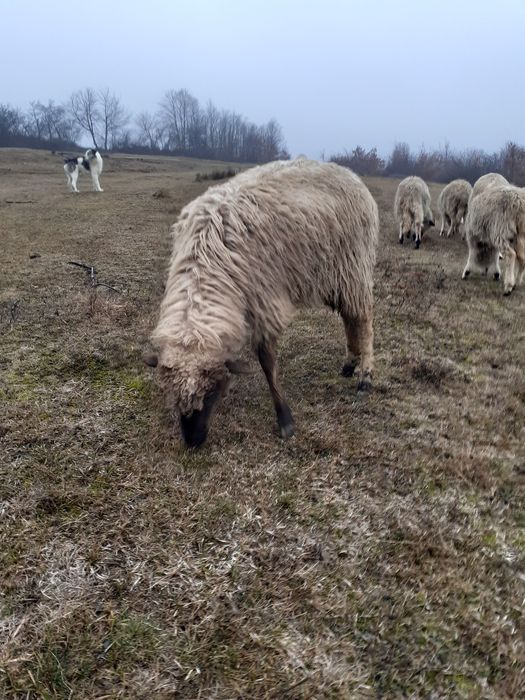 De vânzare 2 oi tinere și un berbec tânăr