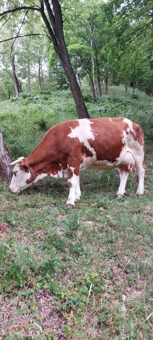 Vaca baltata românească de vanzare!