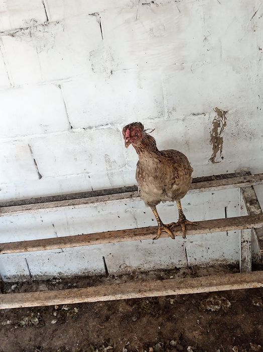 Продам курицу несётся