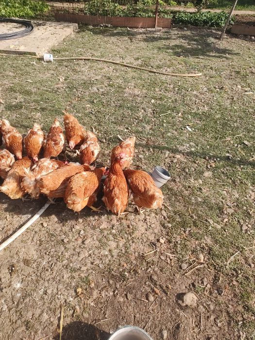 Găini  roși ouătoare