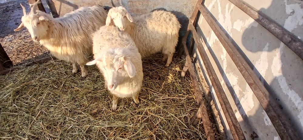 Продам двух коз...