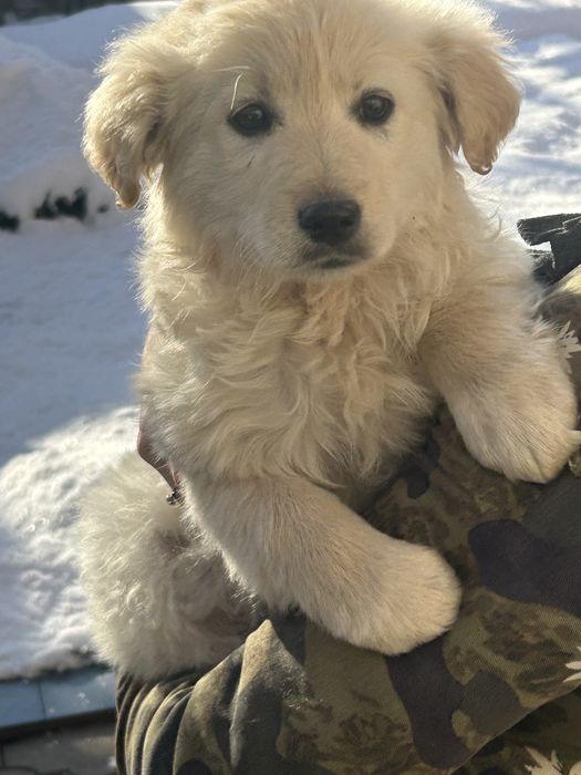 Щенок Бискви ищет дом