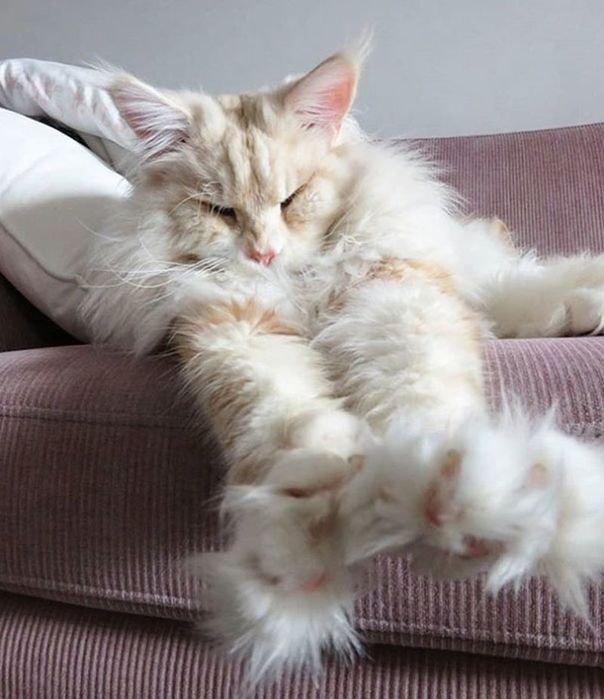 ПЕРСИКОВЫЙ КОТИК ! Мейн- кун - Крем