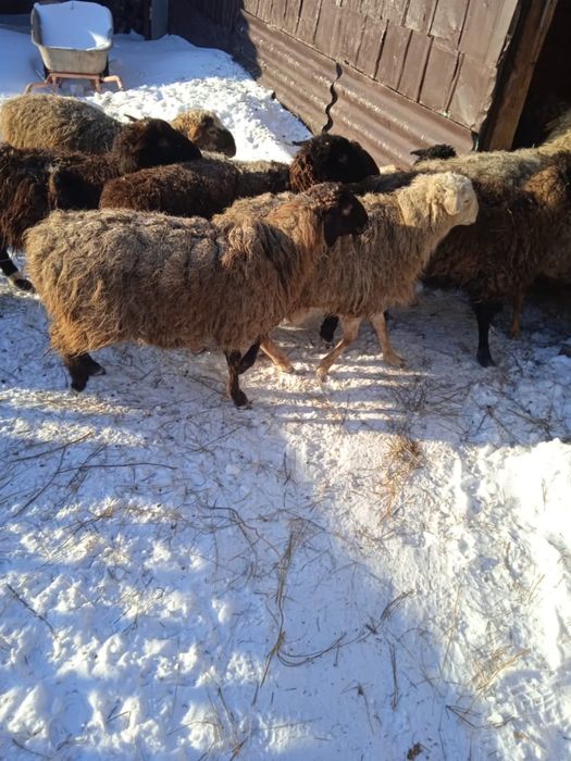 Овцы на откорме