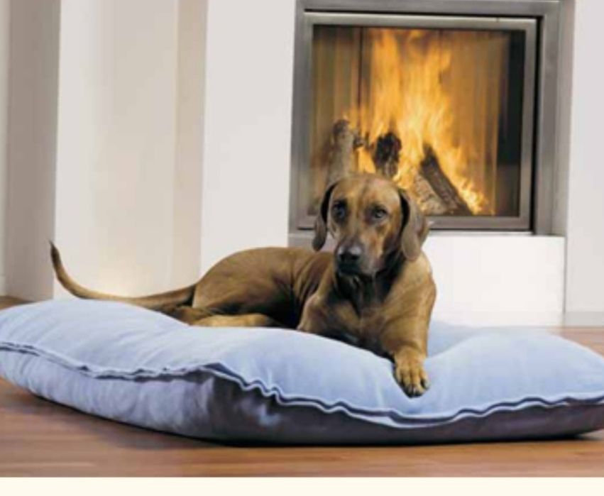 Передержка собак