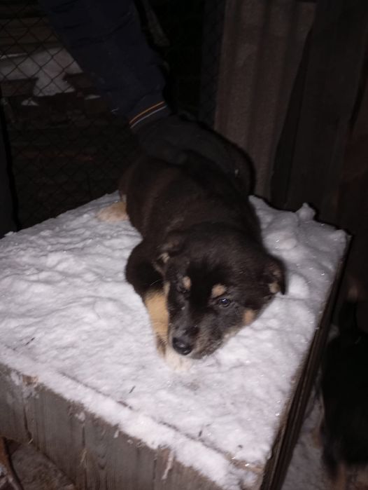 Отдам щенков в добрые руки