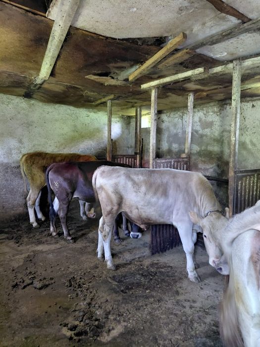 Продам четыре головы