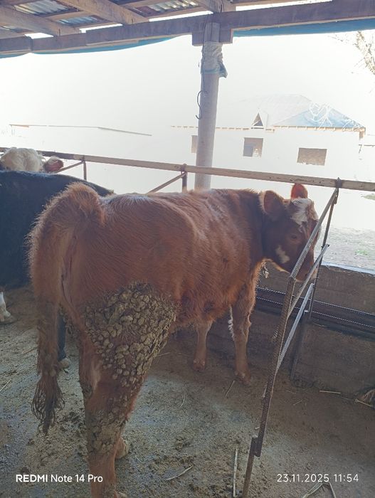 Продаю тёлку.  .