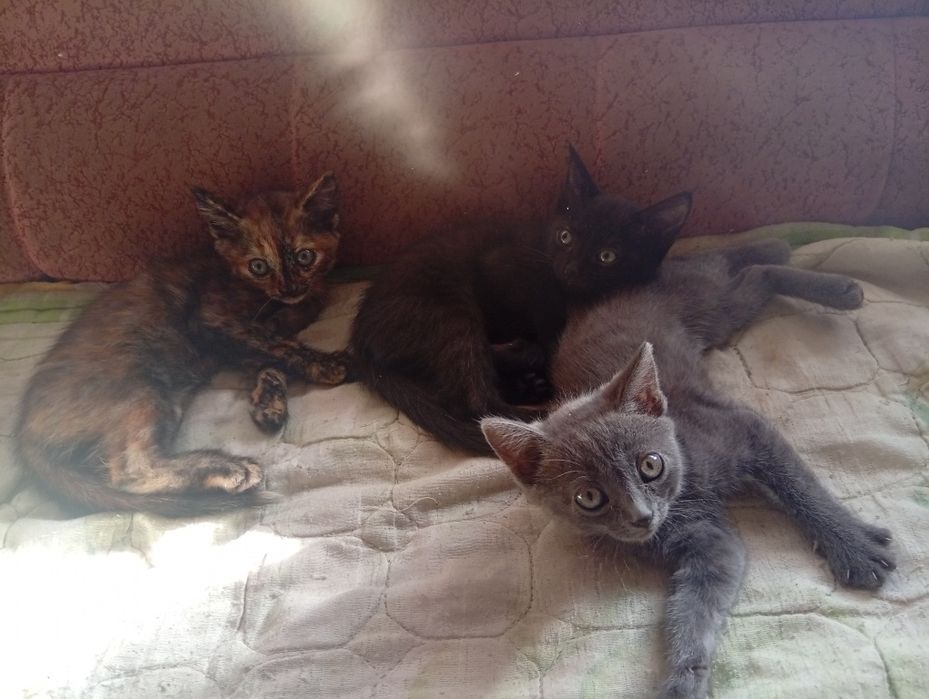 Отдам котят в добрые руки