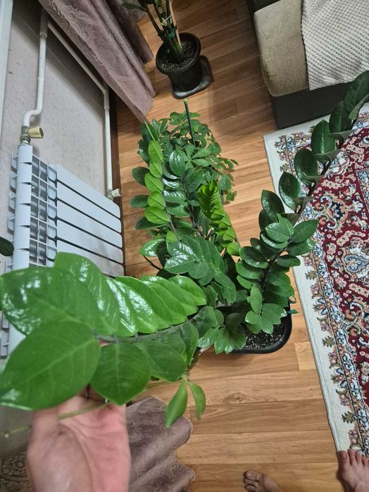 Долларовое дерево