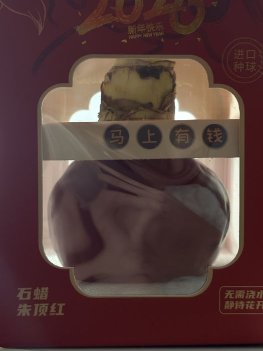 Амарилис сюрприз