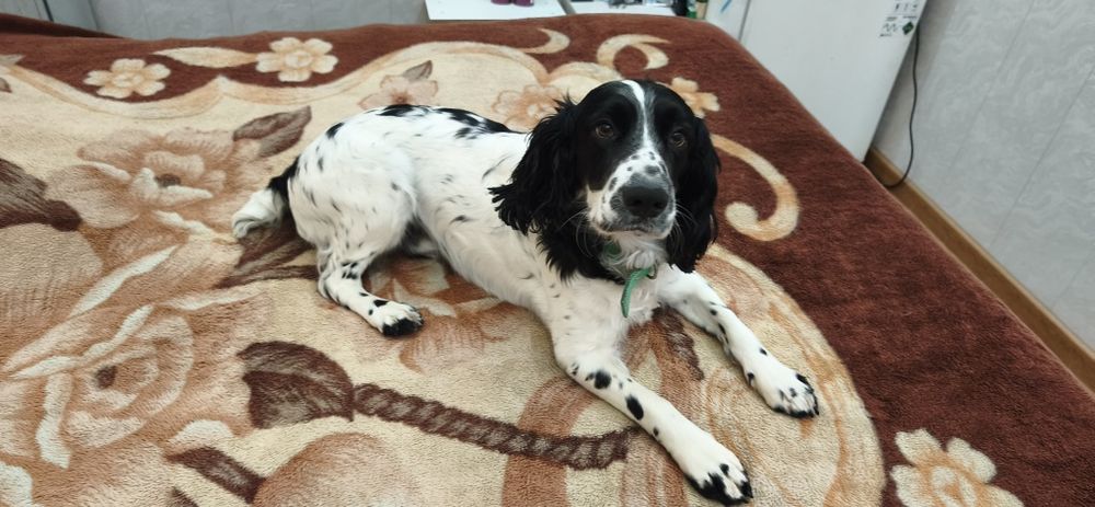 Кобель для вязки