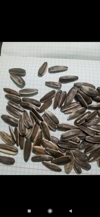 Семечки 25 тонна,  сорт 361-363