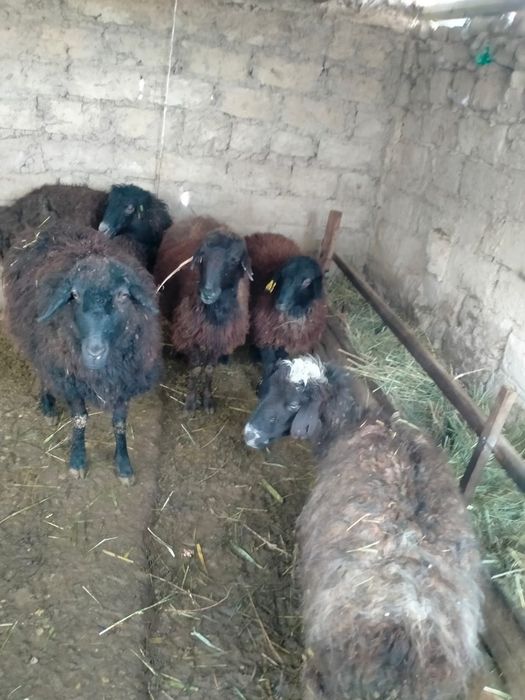 Төрт қозылы қои бір тоқты қошқар сатылады