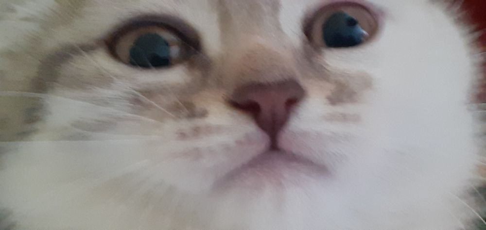 Котята девочки отдам в жобрые руки
