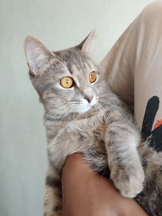 Отдам кошку в хорошие руки