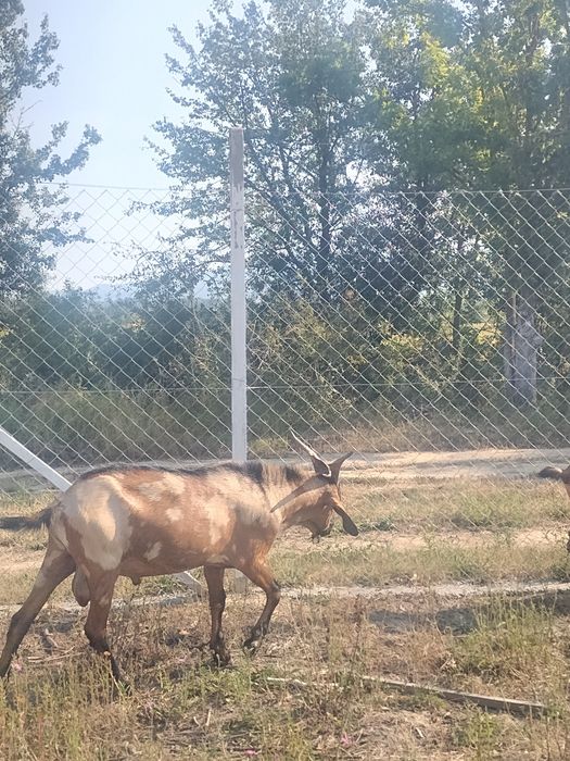 Țap alpin& anglonubian