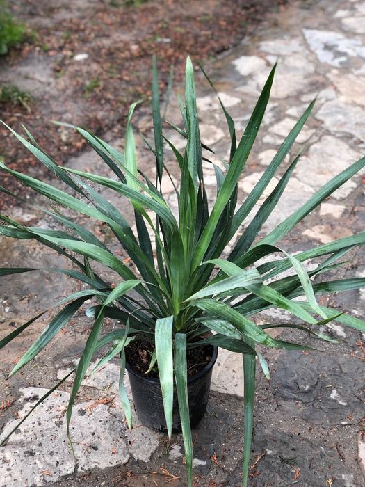 Pin mugo, ilex pom, artar, yucca, ienupar tarator, spirala, euonymus.