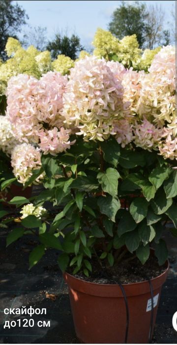 Гортензия метельчатая черенки