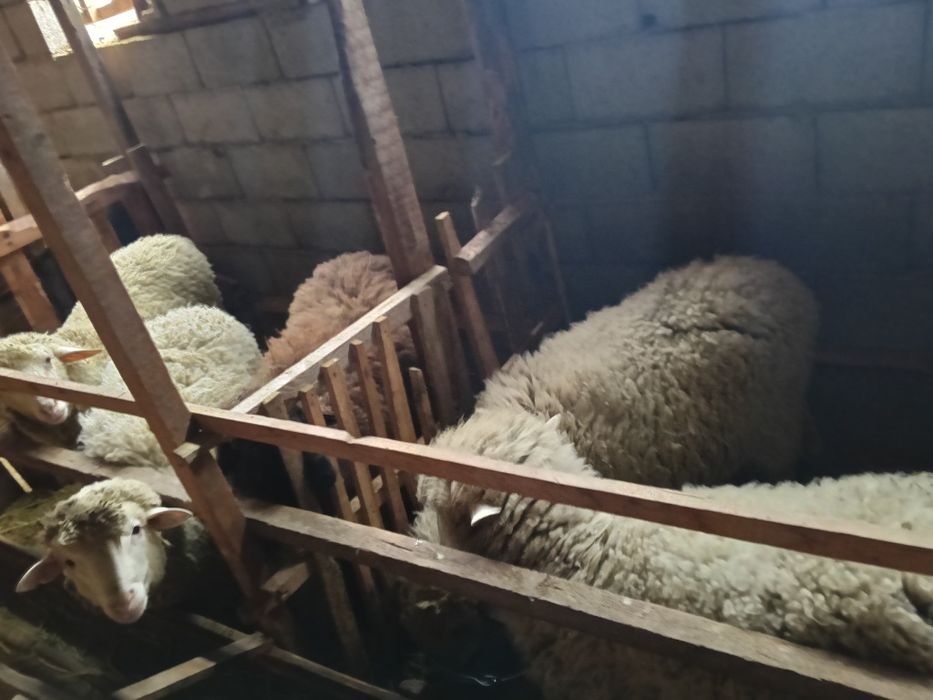 Койлар сатылады байланган токтылар