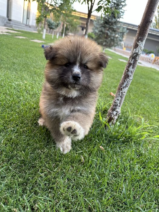 Готовы к продаже клубные щенки Акита-ину!!! 3 мальчика