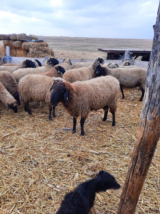 Berbeci rasa Carabas