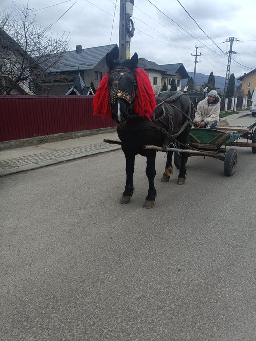 Vând mânz de 2 ani învățat