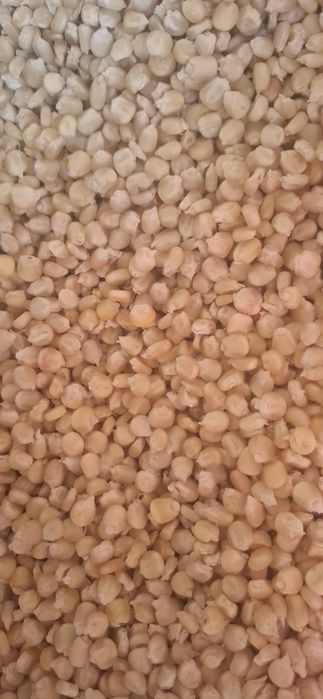 Vand seminte de porumb alb