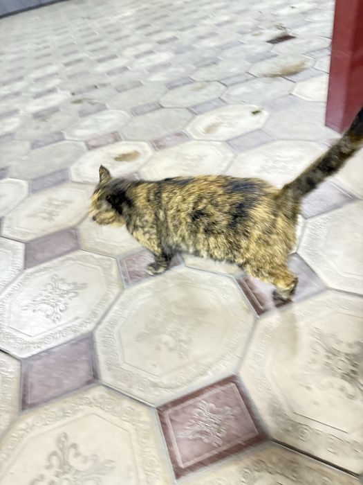 Стерилизованная кошка