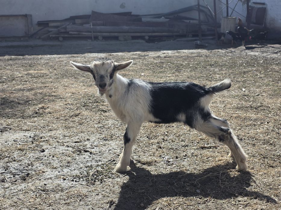 Алпи пиакок теке лақ