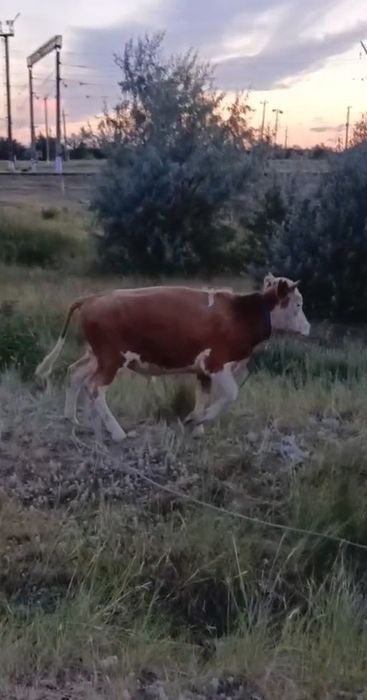 Бұқаны құлынды биеге ауыстырам, Доплатамен