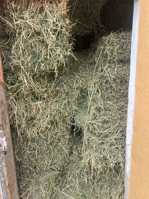 Таза жоңышқа пресс бар