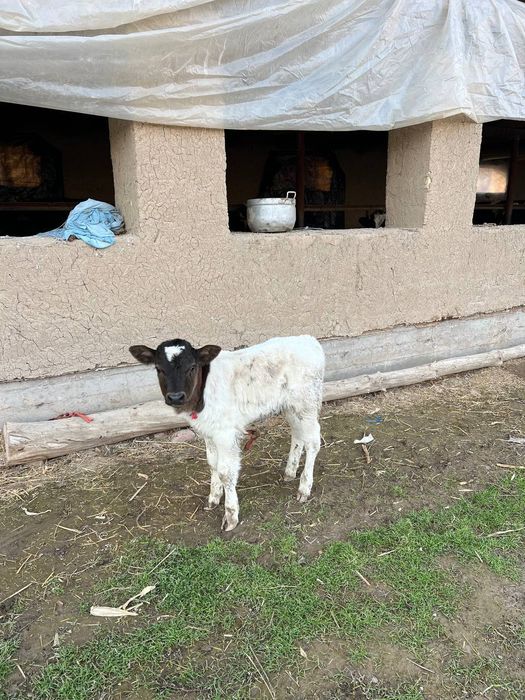 Она бола сигир 3-4 литр