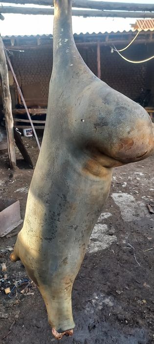 Қозы. Тоқты қошқарларды ұйытып  сатылады.