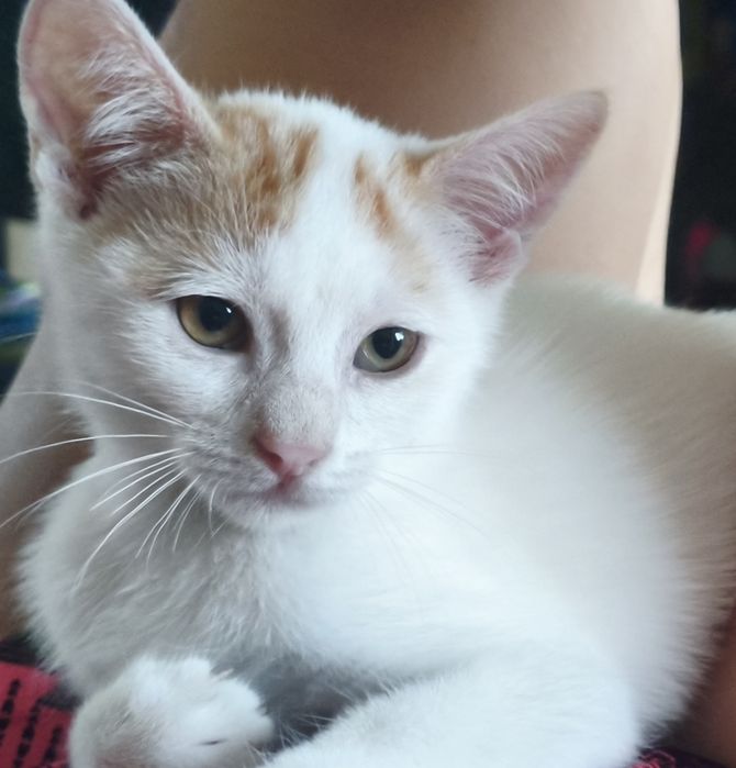 Красиво мъжко котенце